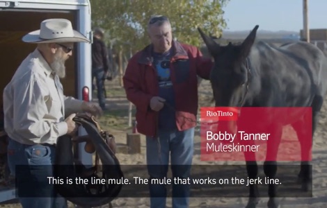 Bobby Tanner's mule team