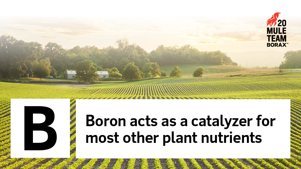 Boron Acts as a Catalyzer for Most Other Plant Nutrients