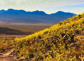 Death Valley Super Bloom