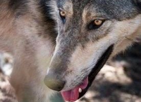 Land Donation Supports Warriors & Wolves Veteran Program