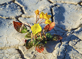 Turning Death Valley into a Desired Desert Destination