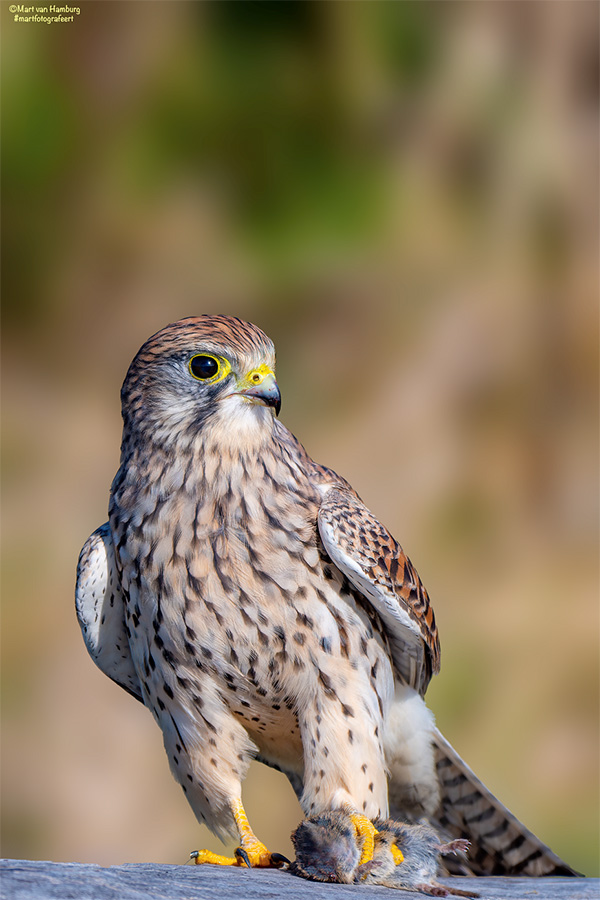 Male kestrel with dinner, photo by Mart Van Hamburg