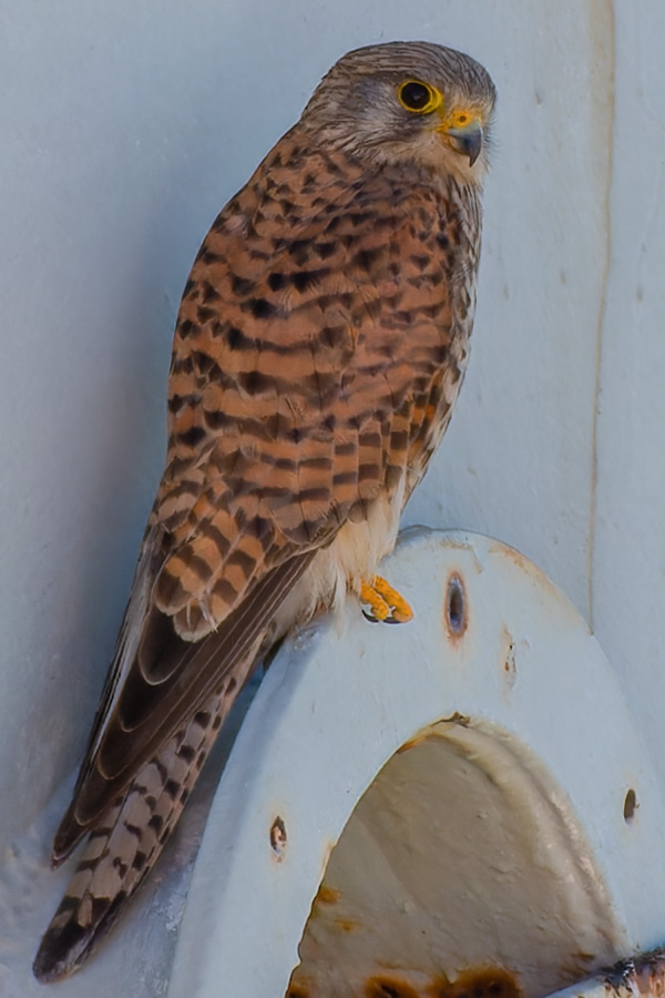 Kestrel looking out at the Rotterdam operations
