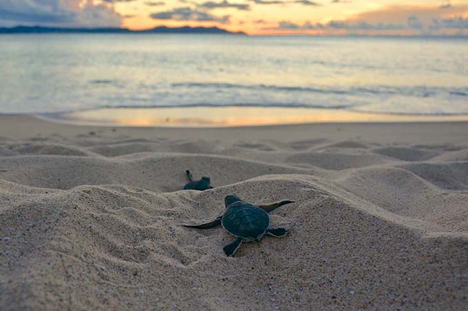 Baby sea turtles in the sand at Buck Island Reef