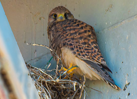 Building Nests and Taking Flight: Kestrels at Borax Rotterdam