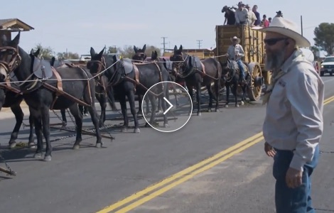 Mules at the parade