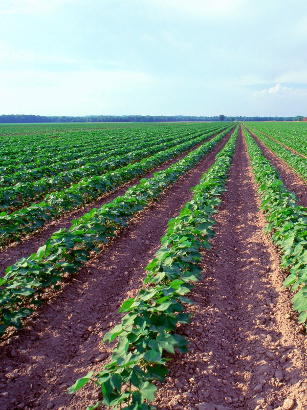 Boron Essentials A fundamental part of life on Earth U.S. Borax