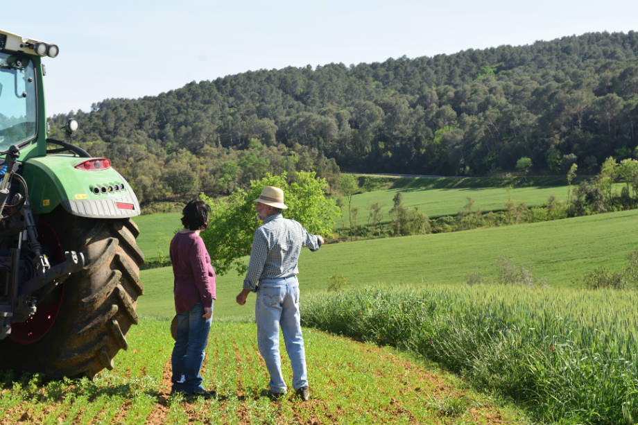 Boron for better crops