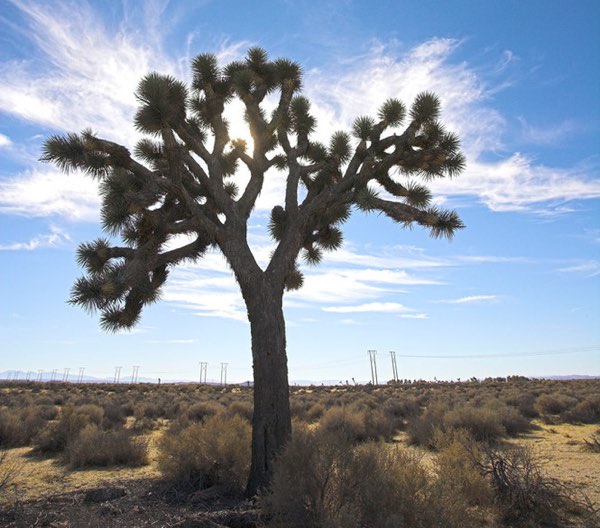 Joshua Tree