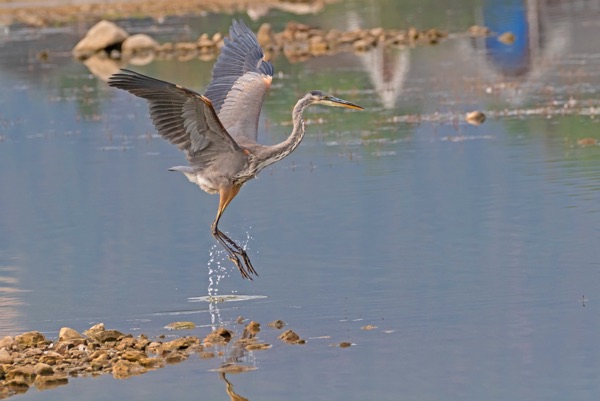 Wildlife