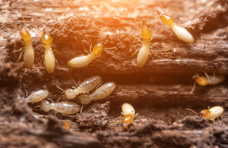 borax to kill termites borax powder protection from termites and pests wood preservative biocides termites us borax borax to kill termites borax powder protection from termites and pests wood preservative biocides termites us borax