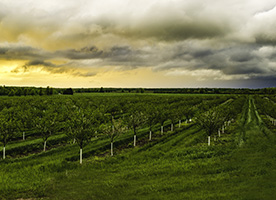 Boron and its effects on fruit tree nutrition