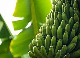 How Boron Lifts Bananas Production in India and Tropical Climates