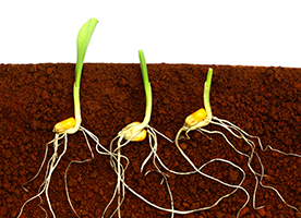 Availability of boron to plants