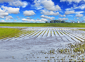 How does nutrient leaching affect crop health?