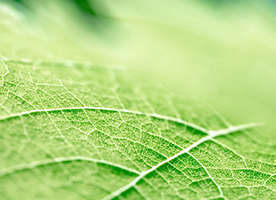 Boron in agriculture: Supporting optimal plant health