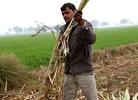 The Growth of Micronutrient Fertilizer in Indian Agriculture