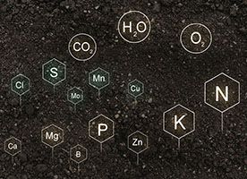Boron’s role as an essential micronutrient for crops