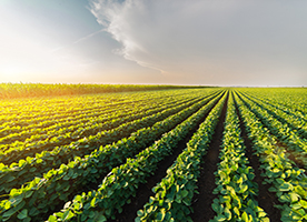 Boron in crops: An overview
