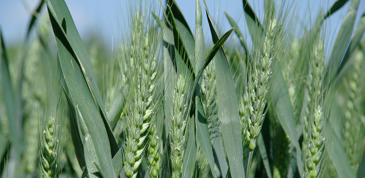 Barley (Parana, Brazil, Granubor)