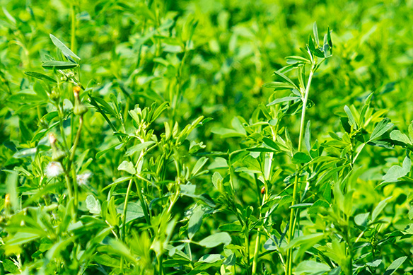 Alfalfa (Wisconsin, USA)