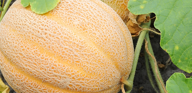 Melon (Indonesia)