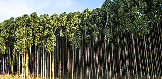 Eucalyptus (Brazil)