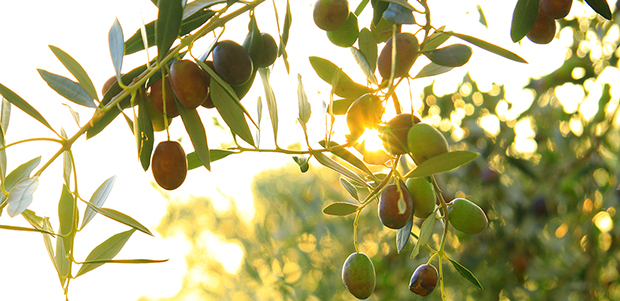 Olives (Spain, Granubor and Solubor)