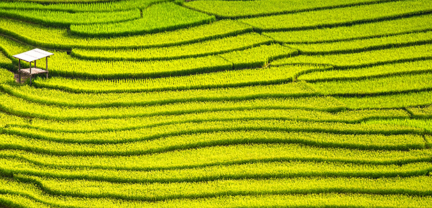 Rice (Vietnam, Granubor)