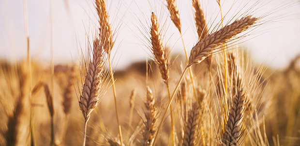 Wheat (Shaanxi, China)