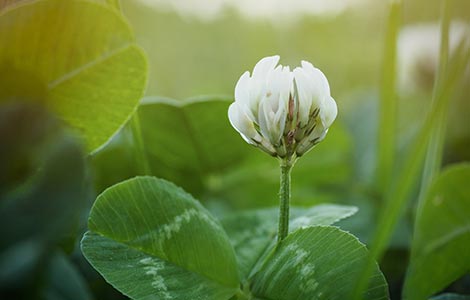 Boron mobility in various plant species