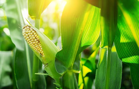 Corn: Boron applications for increased yields of high-yield field corn and sweet corn