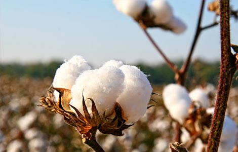 Cotton: Boron applications for increased yields