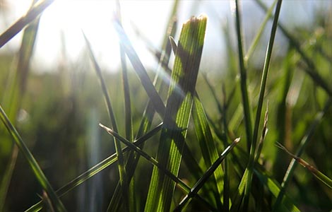 Bermudagrass: Boron applications