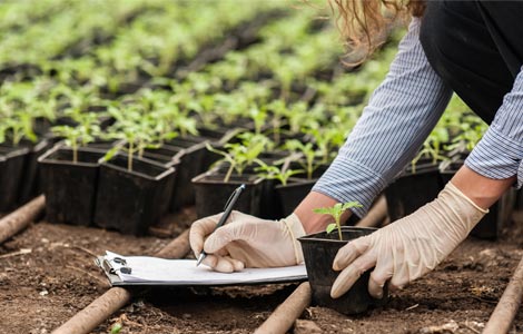 Soil tests for available boron