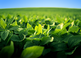 Boron mobility vs immobility in plant species