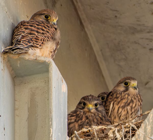 Young kestrels on a cable shoot at Borax Europe Rotterdam operations